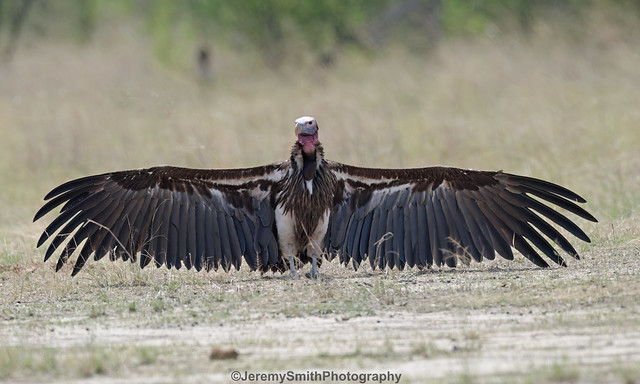 Lappet-faced Vulture, Torgos tracheliotos, Silwane Tented Camp, Hwange National Park, Zimbabwe