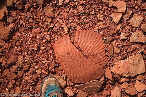 A fossil on a rock near the Monument Basin Overlook, Canyonlands National Park, Utah
