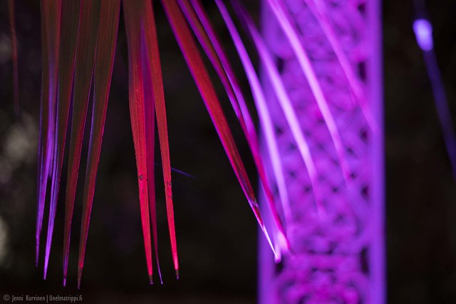 Palmunlehtiä violetiksi valaistun katoksen edustalla