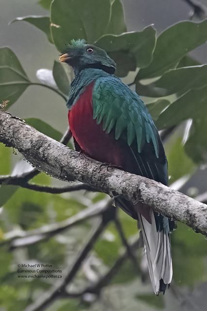 Crested Quetzal vocalizing