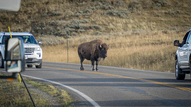 Standstill | Bison at Yellowstone National Park, Wyoming, USA