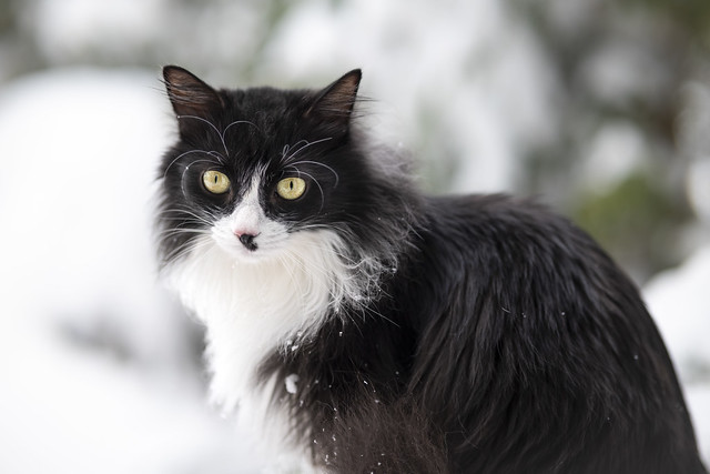 Backyard tales…snow day with Mittens