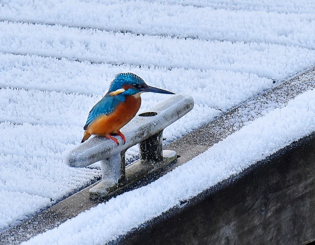 Kingfisher on a frosted jetty.