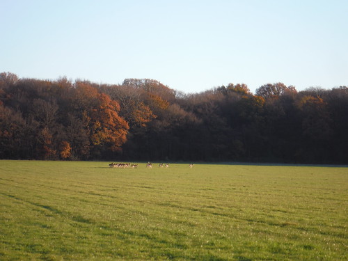 Herd of Deer in field, near Fryerning Wood (escapees from Howletts Hall maybe?) SWC 276 - Epping to Ingatestone (via Chipping Ongar)