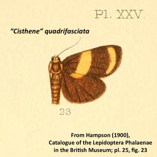 Eudesmia quadrifasciata Hampson 1900