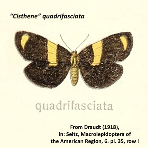 Eudesmia quadrifasciata Draudt 1918