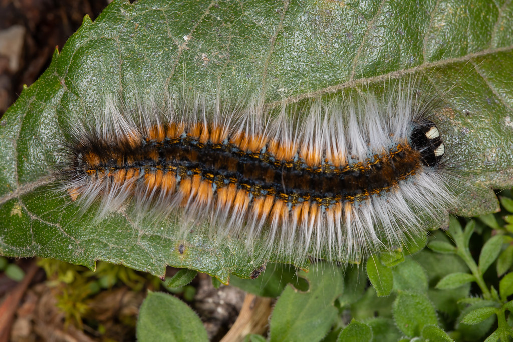Lappet Moth Caterpillar (Euglyphis sp.)