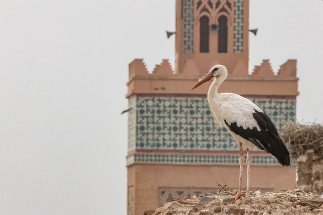 Badi Palace, White Stork - Ciconia ciconia221010-2