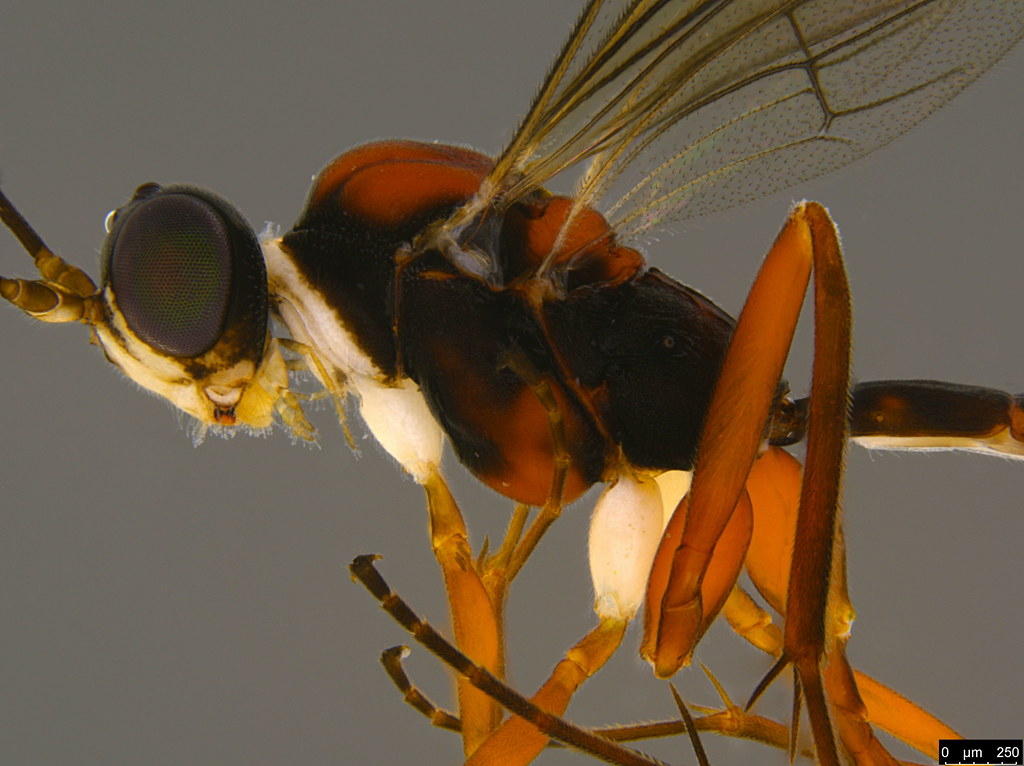 5b - Ichneumonidae sp.