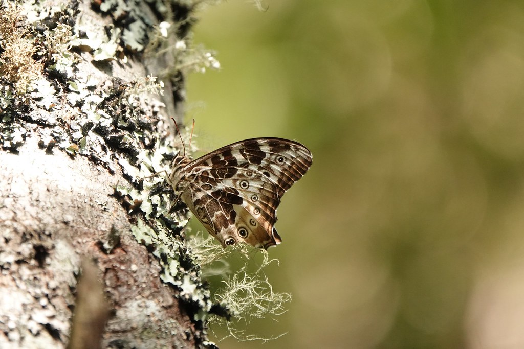 白斑蔭眼蝶（Neope armandii lacticolora）。圖片來源：雪管處提供