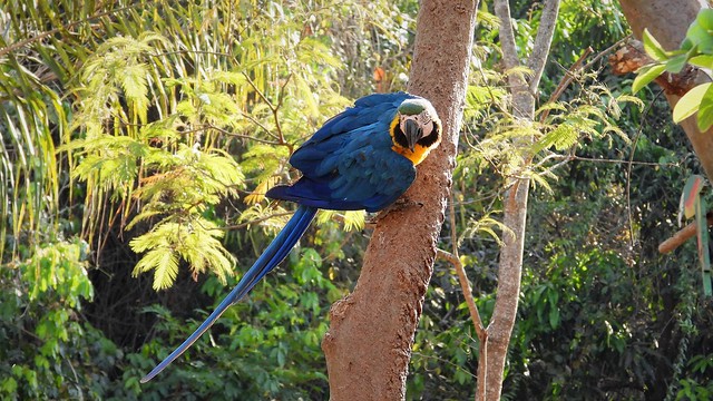Arara Canindé - Blue-and-yellow Macaw