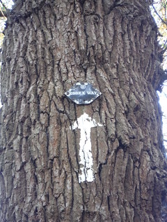 Essex Way marker high up on tree, Birching Coppice SWC 276 - Epping to Ingatestone (via Chipping Ongar)