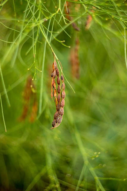 Acacia seed pods