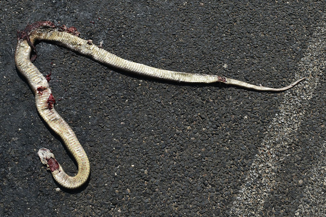 Eastern brown snake, Rubyvale, QLD, 26/09/22