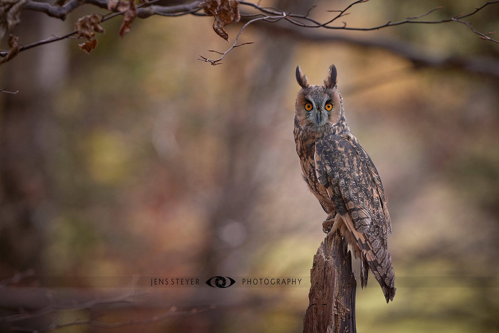 What a magical look: Waldohreule (Asio otus) -  (northern) long-eared owl  ·  ·  ·   (R5B_3393)