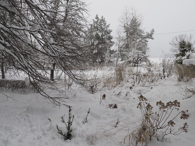 Roe deer tracks on snow