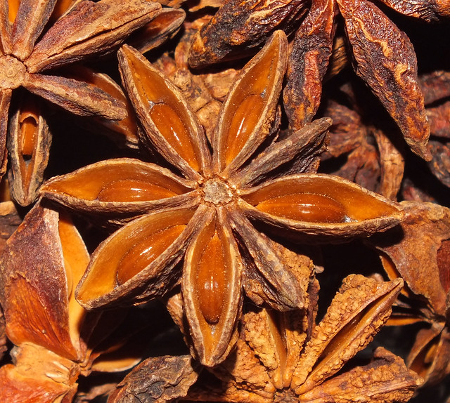 Star anise (Illicium verum) seed pod and seeds
