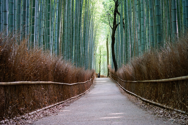 Morning walk through the bamboo forest