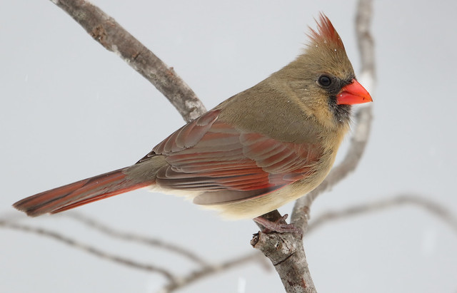 A Female Cardinal in the Snow