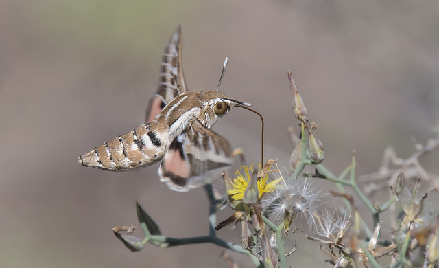 Striped Hawk-moth (Hyles livornica).