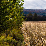 Butternut Valley in Otsego County, New York A forest buffer composed of maturing aspen trees rises between a corn field and Butternut Creek west of New Lisbon, N.Y., on Oct. 9, 2020. The buffer lies adjacent to a stream restoration completed by the Otsego Soil and Water Conservation District. (Photo by Will Parson/Chesapeake Bay Program)

USAGE REQUEST INFORMATION
The Chesapeake Bay Program&#039;s photographic archive is available for media and non-commercial use at no charge.

To request permission, send an email briefly describing the proposed use to requests@chesapeakebay.net. Please do not attach jpegs. Instead, reference the corresponding Flickr URL of the image.

A photo credit mentioning the Chesapeake Bay Program is mandatory. The photograph may not be manipulated in any way or used in any way that suggests approval or endorsement of the Chesapeake Bay Program. Requestors should also respect the publicity rights of individuals photographed, and seek their consent if necessary.