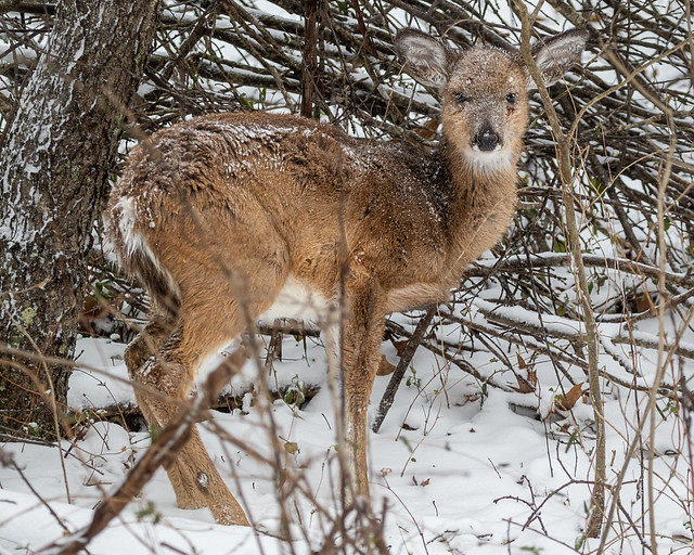 Today's cold little deer