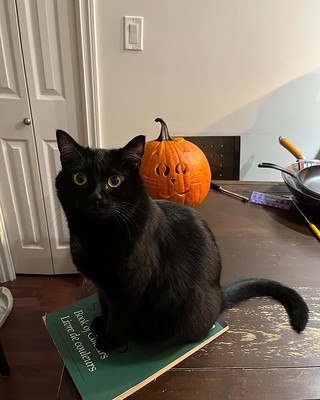 Raven sitting on a pad of paper, in front of the cat jack'o'latern