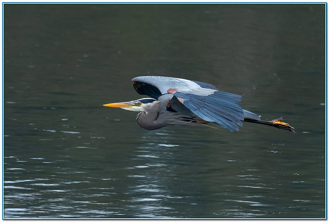 Great Blue Heron low flyby.