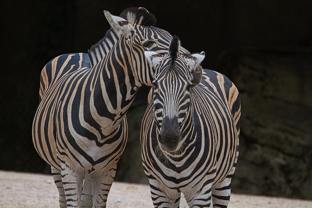 Zebras ....