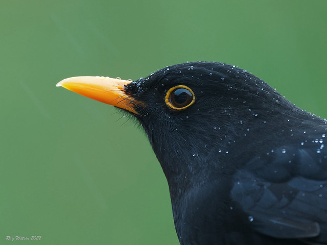 Rainy day blackbird portrait