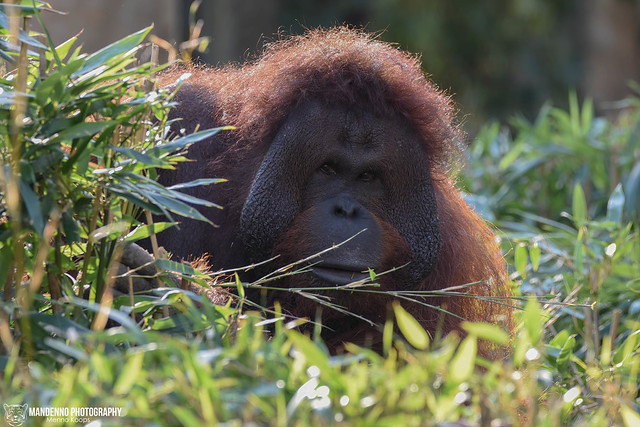 Bornean orangutan - Allwetterzoo munster