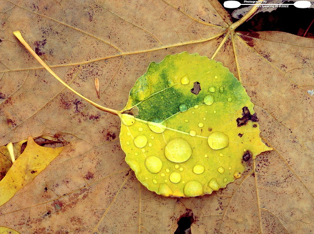 Water Droplets On Autumn Leaf