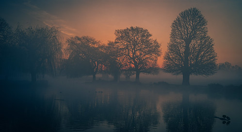 2021 placelargenationalpark weatherfogmist イギリス ロンドン 英国 リッチモンド bushypark richmonduponthames theroyalparks sunrise mist 霧 日の出 teddington
