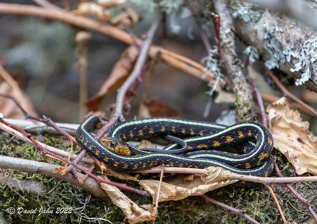 Red-Spotted Garter Snake (Thamnophis sirtalis concinnus)