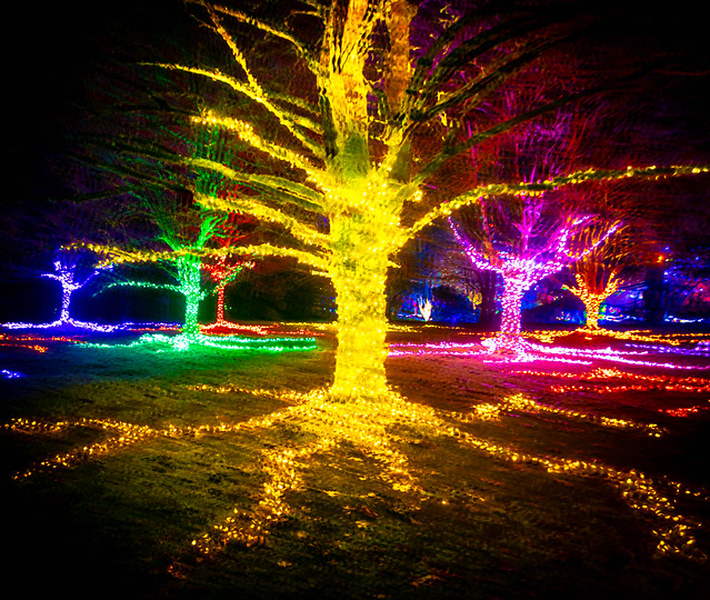 Yule Trees glowing in the night / Les arbres de Noël brillent dans la nuit (Explored)