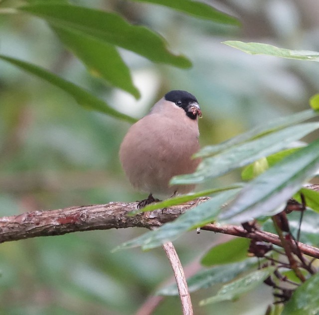 Bullfinch ( female )
