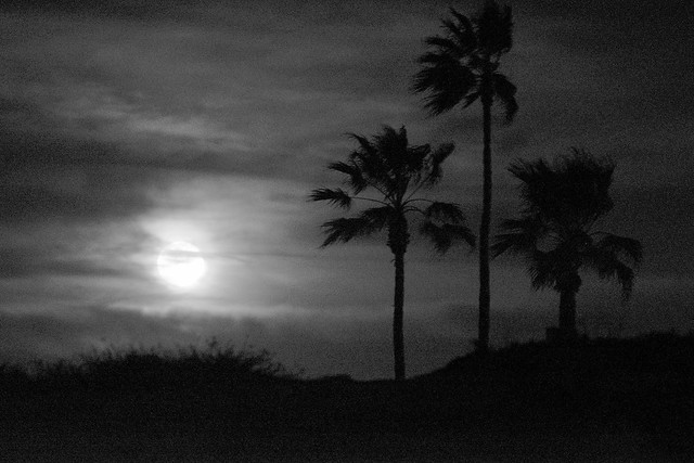 Three Palms and a Moon