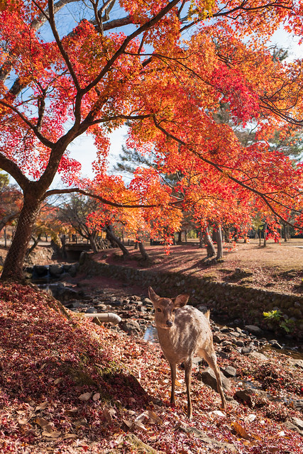 奈良公園 nara park