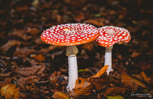 Fliegenpilz | Toadstool mushroom