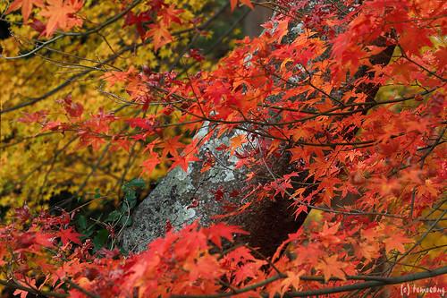 Autumn Color at Kouzanen Garden 2022