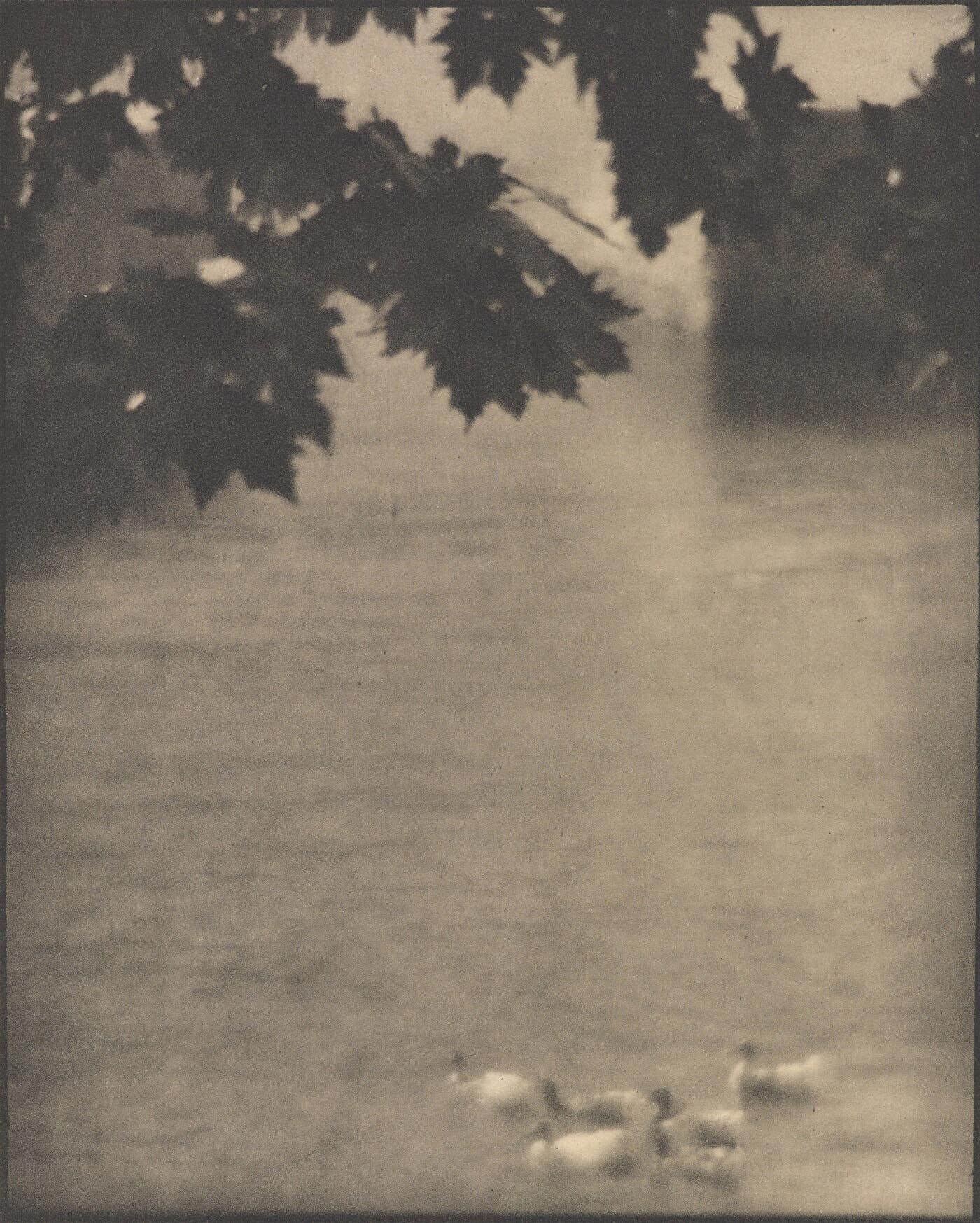 Karl Struss (1886-1981); Ducks, Lake Como; Photogravure; from Camera Work #38; Alfred Stieglitz; 1912; Amon Carter Museum of American Art; Fort Worth, TX;  P1983.40.6