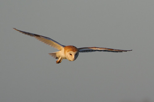 K33P7902aa Barn Owl, Welney Washes WWT, November 2022 by bobchappell55, Thanks to everyone who takes time to view, fave or comment on my pictures.norfolk tytoalba welneywas