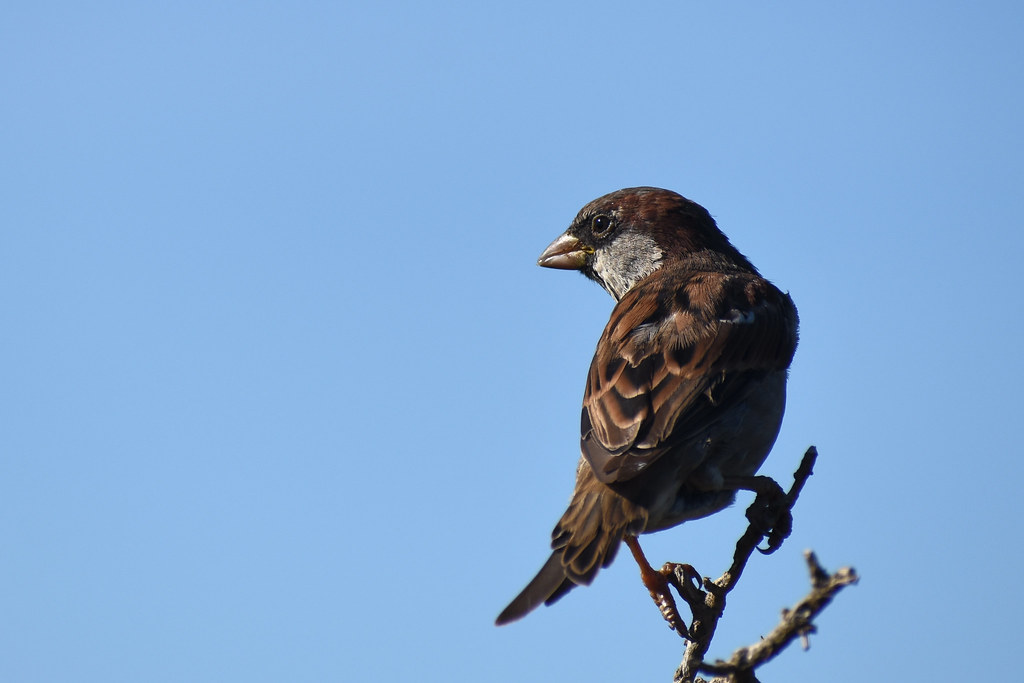Passer domesticus - House sparrow