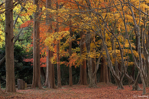 Autumn Color at Kouzanen Garden 2022
