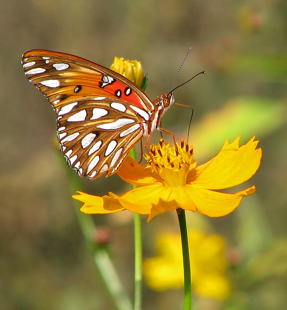 #11  Gulf Fritillary in cosmos -- 12 Days of Christmas Butterflies & Dragonflies 2022