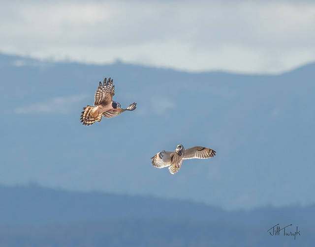 Short-eared Owl and Northern Harrier Altercation
