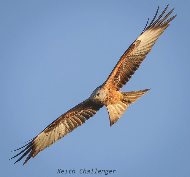 Local Red Kite🌞