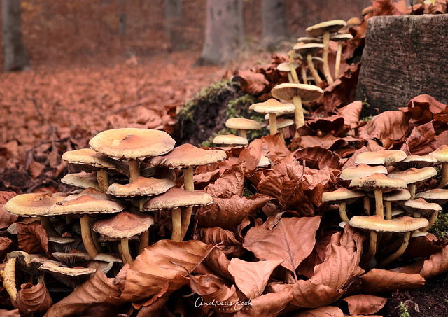 Pilze | Mushrooms