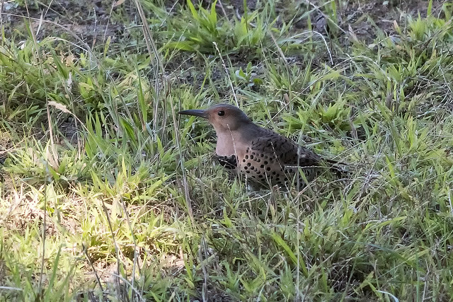 Northern Flicker (yellow-shafted) ©