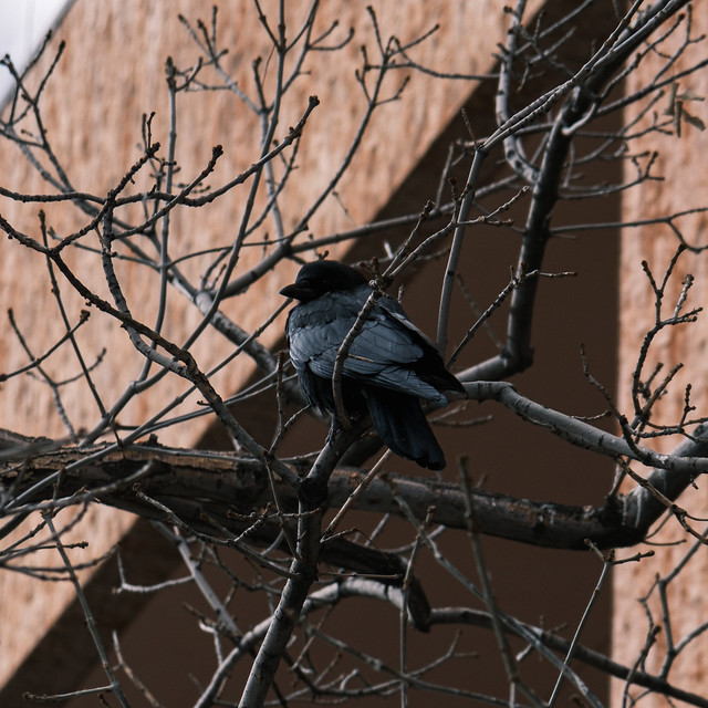 Denver Downtown Crow